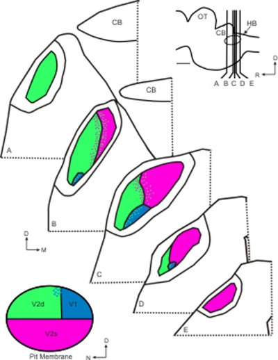 Organotopic organization of the primary Infrared Sensitive Nucleus (LTTD) in the western diamondback rattlesnake (Crotalus atrox)