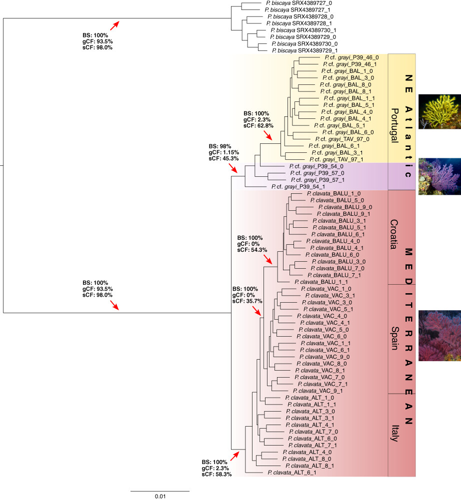Not out of the Mediterranean: Atlantic populations of the gorgonian Paramuricea clavata are a separate sister species under further lineage diversification