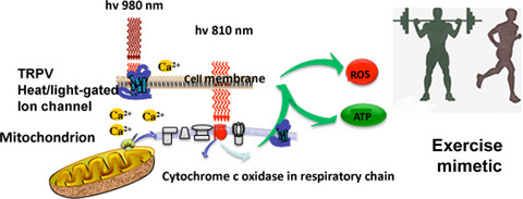Mechanisms and Mitochondrial Redox Signaling in Photobiomodulation Issue 2, 2018