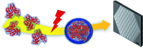 Dynamically Tunable Protein Microlenses