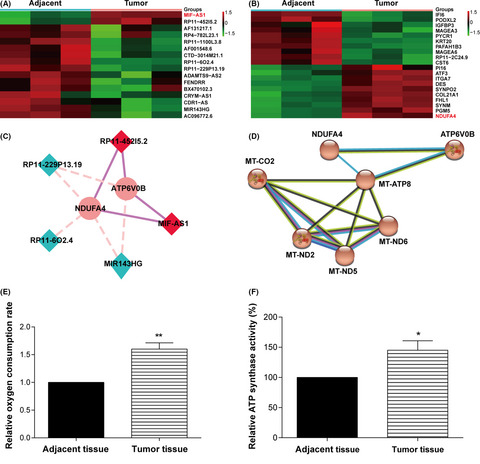 Long non-coding RNA MIF-AS1 promotes gastric cancer cell proliferation and reduces apoptosis to upregulate NDUFA4