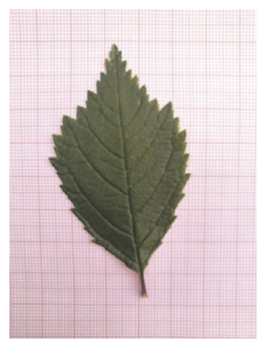 Details are in the caption following the image Details are in the caption following the image