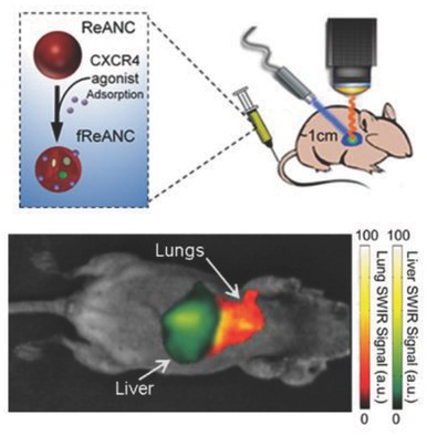 CXCR-4 Targeted, Short Wave Infrared (SWIR) Emitting Nanoprobes for Enhanced Deep Tissue Imaging and Micrometastatic Cancer Lesion Detection