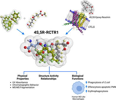 Stereochemistry and functions of the new cysteinyl-resolvin, 4S,5R-RCTR1, in efferocytosis and erythrophagocytosis of human senescent erythrocytes