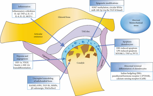 Details are in the caption following the image Details are in the caption following the image