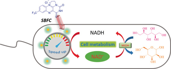 Regulating Cofactor Balance In Vivo with a Synthetic Flavin Analogue