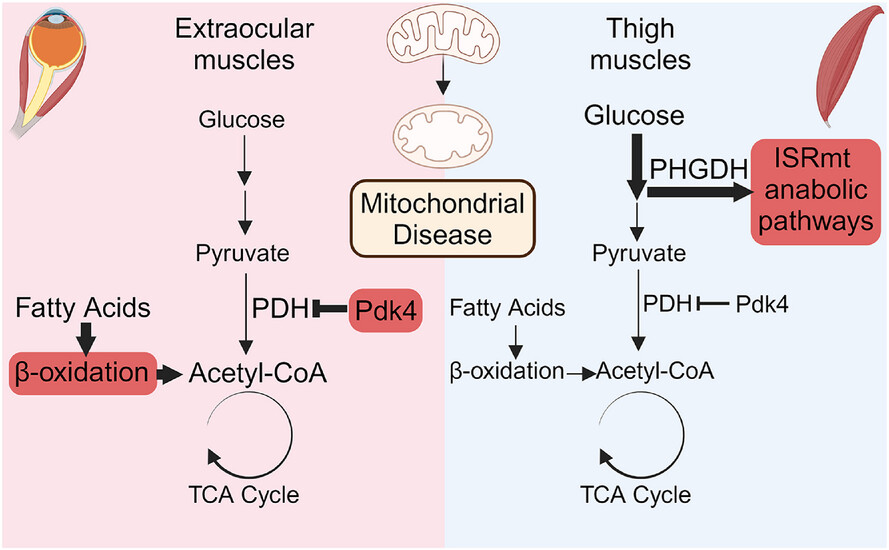 PDK4 and nutrient responses explain muscle specific manifestation in mitochondrial disease Issue 7, 2025