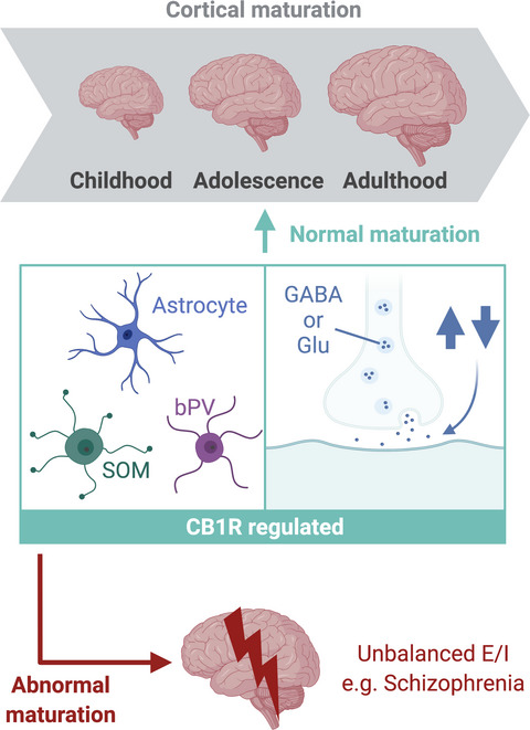 Endocannabinoids and cortical plasticity: CB1R as a possible regulator of the excitation/inhibition balance in health and disease