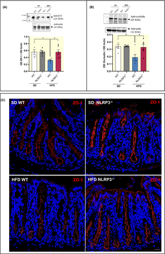 Details are in the caption following the image Details are in the caption following the image