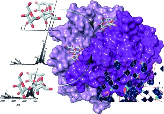 Attachment of Norovirus to Histo Blood Group Antigens: A Cooperative Multistep Process