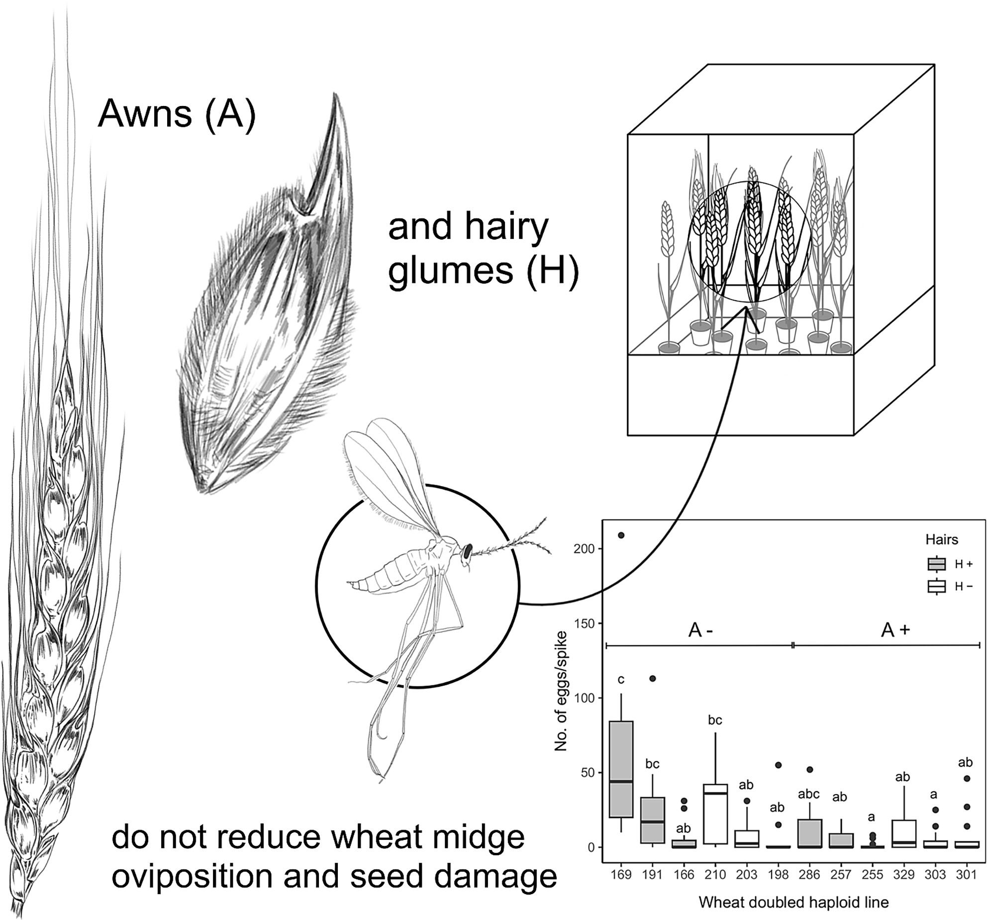 Contribution of awns and hairy glumes in spring wheat to resistance against wheat midge, Sitodiplosis mosellana