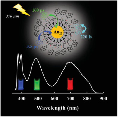 Synthesis and Photophysical Properties of Light-Harvesting Gold Nanoclusters Fully Functionalized with Antenna Chromophores