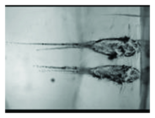 Details are in the caption following the image