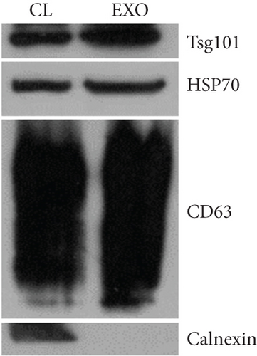 Details are in the caption following the image