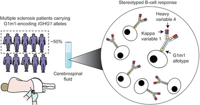 Stereotyped B-cell responses are linked to IgG constant region polymorphisms in multiple sclerosis