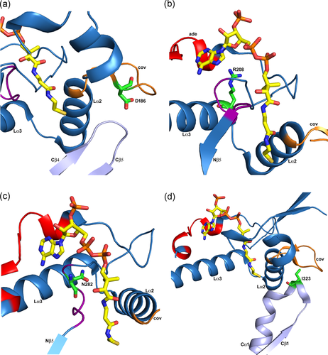 Details are in the caption following the image Details are in the caption following the image