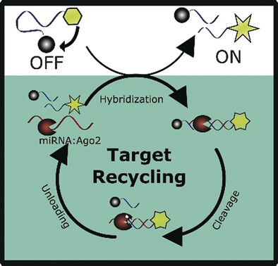 Specific and Direct Amplified Detection of MicroRNA with MicroRNA:Argonaute-2 Cleavage (miRACle) Beacons