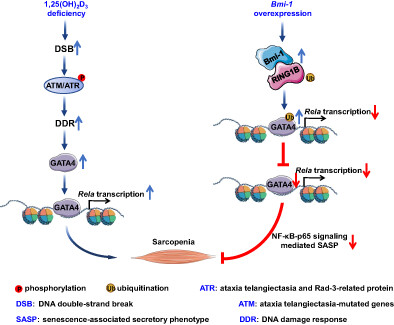 Bmi-1 Overexpression Improves Sarcopenia Induced by 1,25(OH)2D3 Deficiency and Downregulates GATA4-Dependent Rela Transcription