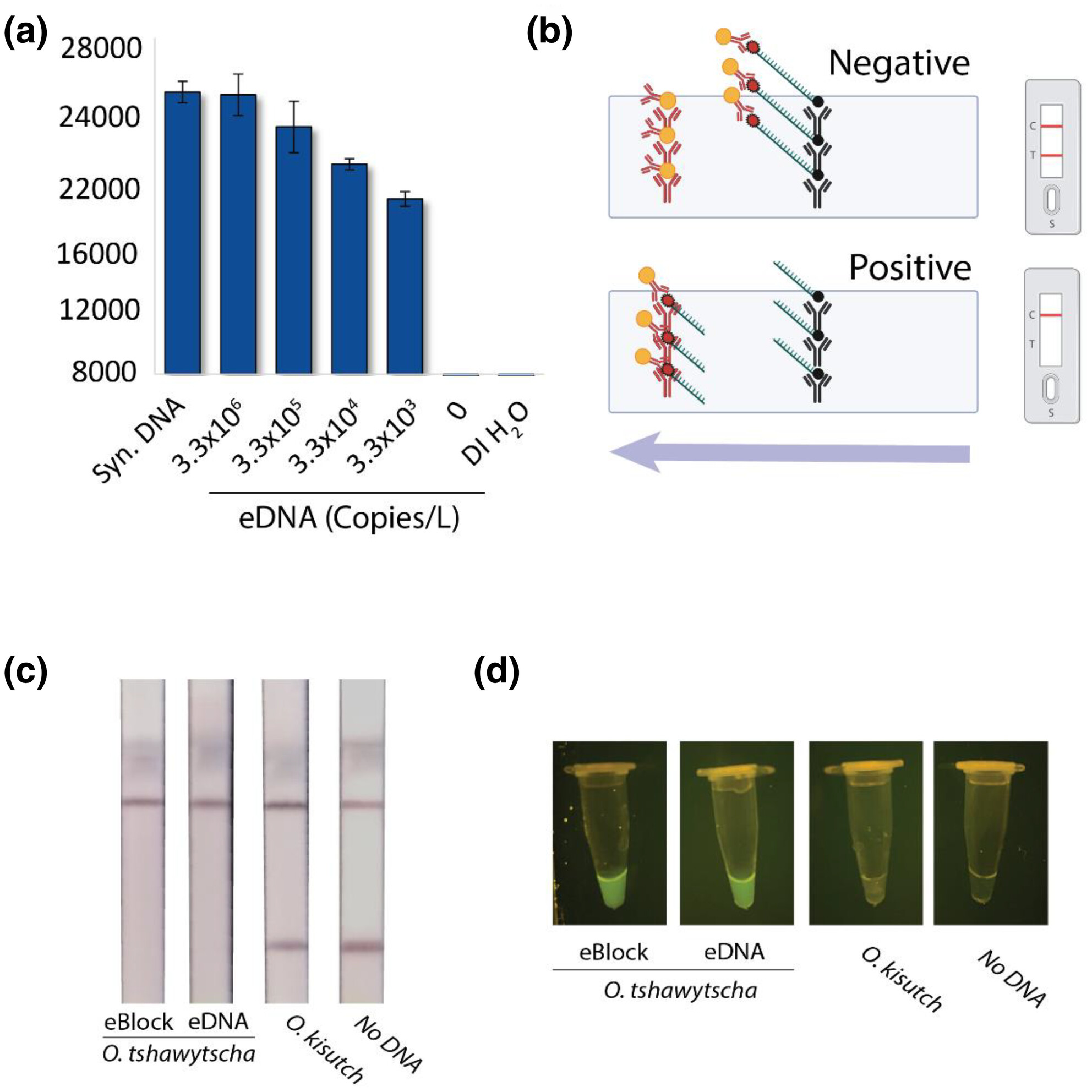 Streamside detection of Chinook salmon (Oncorhynchus tshawytscha) environmental DNA with CRISPR technology