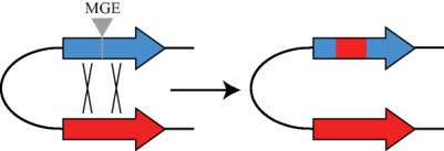 Co-evolution with recombination affects the stability of mobile genetic element insertions within gene families of Salmonella