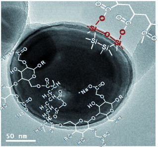 A Highly Cross-Linked Polymeric Binder for High-Performance Silicon Negative Electrodes in Lithium Ion Batteries