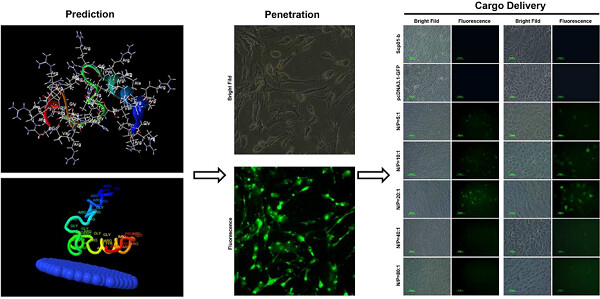 Efficient penetration of Scp01-b and its DNA transfer abilities into cells