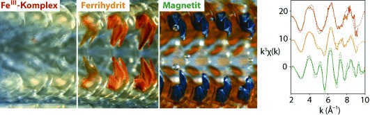 Selective Formation of Metastable Ferrihydrite in the Chiton Tooth