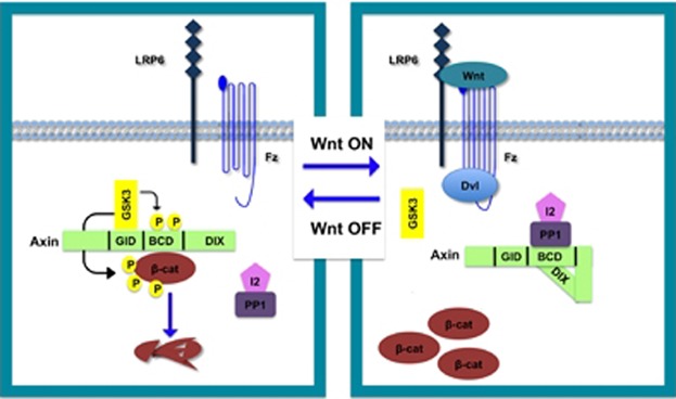 Toggling a conformational switch in Wnt/β-catenin signaling: Regulation of Axin phosphorylation