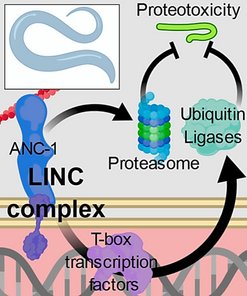 Gene expression modulation by the linker of nucleoskeleton and cytoskeleton complex contributes to proteostasis