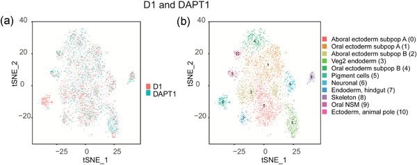 Single cell RNA-seq in the sea urchin embryo show marked cell-type specificity in the Delta/Notch pathway