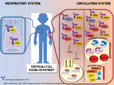 Anti-IFN-α/-ω neutralizing antibodies from COVID-19 patients correlate with downregulation of IFN response and laboratory biomarkers of disease severity