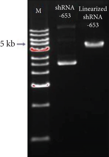 Details are in the caption following the image