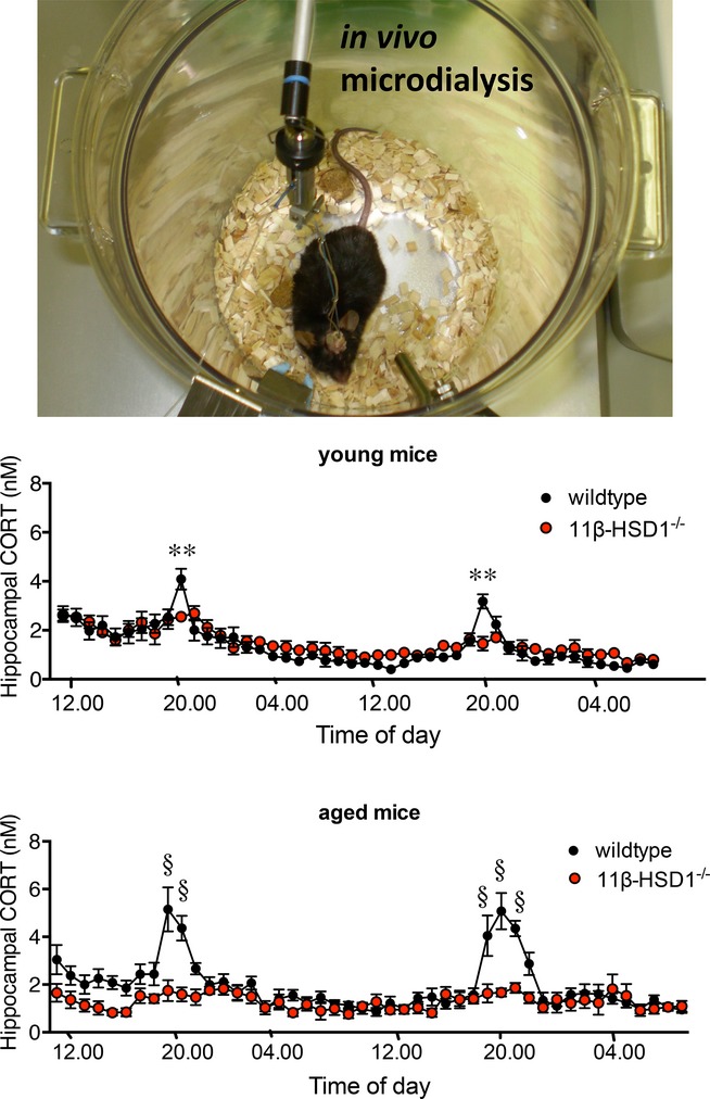 Diurnal and stress-induced intra-hippocampal corticosterone rise attenuated in 11β-HSD1-deficient mice: a microdialysis study in young and aged mice