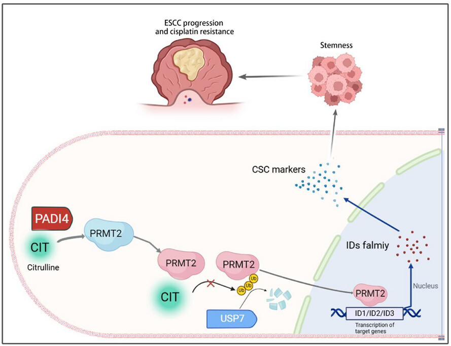 PADI4 facilitates stem-like properties and cisplatin resistance through upregulating PRMT2/IDs family in oesophageal squamous cell carcinoma