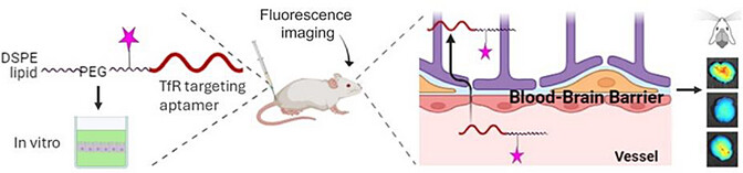 New Transferrin Receptor-Targeting Conjugate Effectively Delivers DNA to Mouse Brain