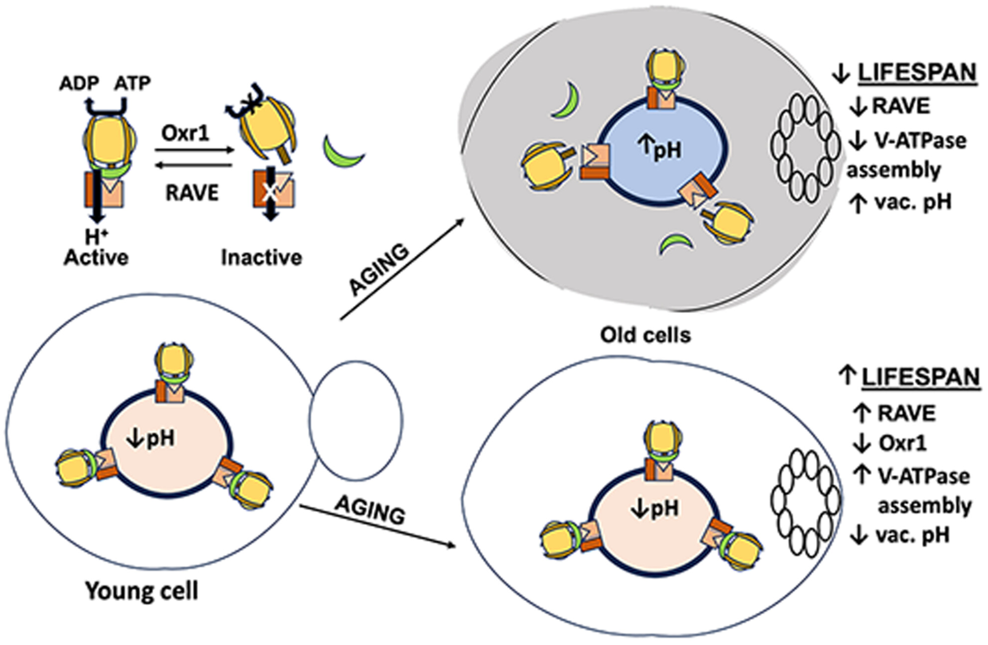 V-ATPase Disassembly at the Yeast Lysosome-Like Vacuole Is a Phenotypic Driver of Lysosome Dysfunction in Replicative Aging