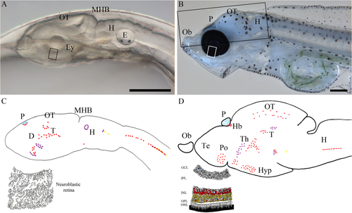 Details are in the caption following the image Details are in the caption following the image
