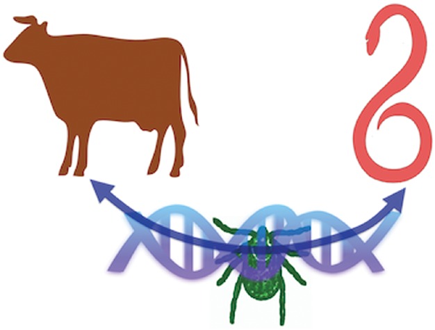 Jumping the fine LINE between species: Horizontal transfer of transposable elements in animals catalyses genome evolution
