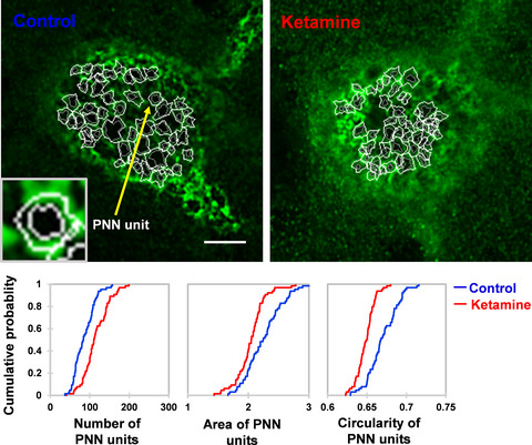 Fine structure analysis of perineuronal nets in the ketamine model of schizophrenia