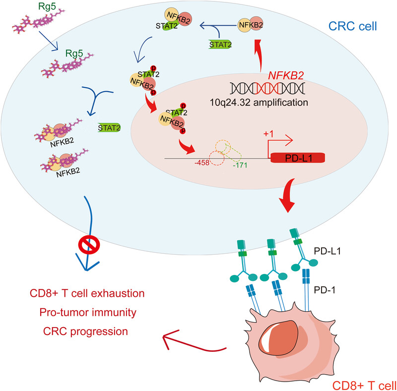 NFKB2 mediates colorectal cancer cell immune escape and metastasis in a STAT2/PD-L1-dependent manner