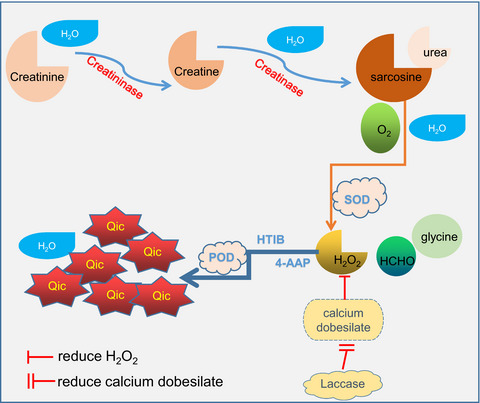 A new method for anti-negative interference of calcium dobesilate in serum creatinine enzymatic analysis