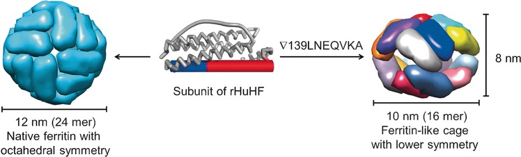 Conversion of the Native 24-mer Ferritin Nanocage into Its Non-Native 16-mer Analogue by Insertion of Extra Amino Acid Residues