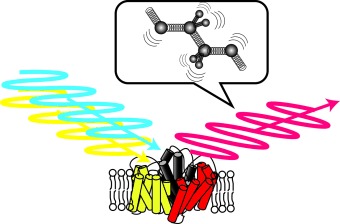 Dünner, kleiner, schneller – wie die IR-Spektroskopie zur Aufklärung des Funktionsmechanismus biologischer und biomimetischer Systeme beiträgt