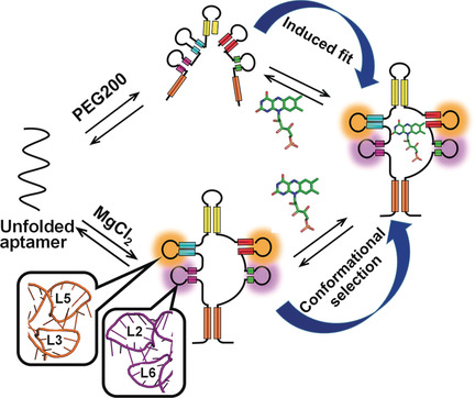 Crowding Shifts the FMN Recognition Mechanism of Riboswitch Aptamer from Conformational Selection to Induced Fit