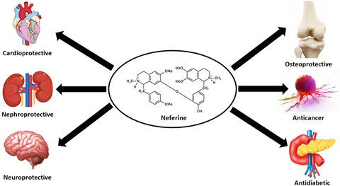 An updated review on pharmacological properties of neferine—A bisbenzylisoquinoline alkaloid from Nelumbo nucifera