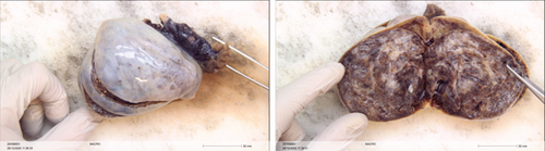 Details are in the caption following the image Details are in the caption following the image