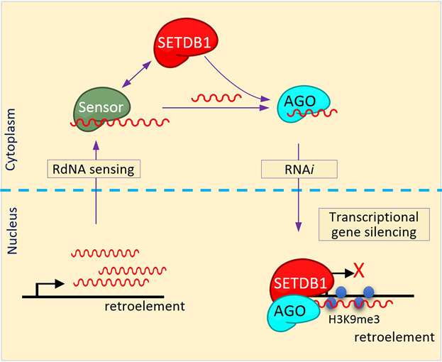 Surveillance of Retroelement Expression and Nucleic-Acid Immunity by Histone Methyltransferase SETDB1 Issue 9, 2018