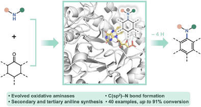 An Enzymatic Platform for Aniline Synthesis Through Oxidative Amination
