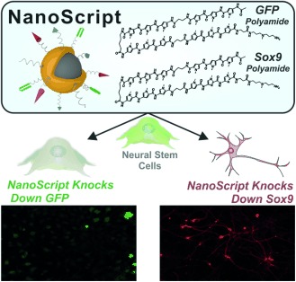Induction of Stem-Cell-Derived Functional Neurons by NanoScript-Based Gene Repression