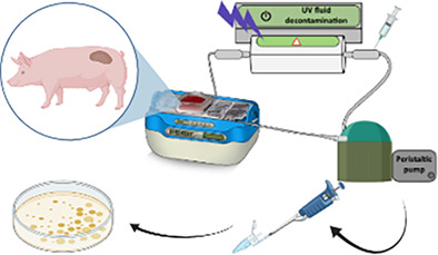 ERRATUM: Kidney decontamination during perfusion for transplantation procedure: In vitro and ex vivo viability analysis